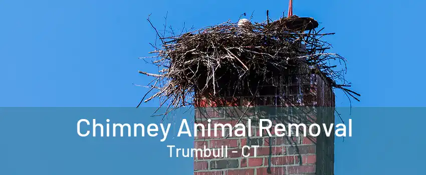 Chimney Animal Removal Trumbull - CT