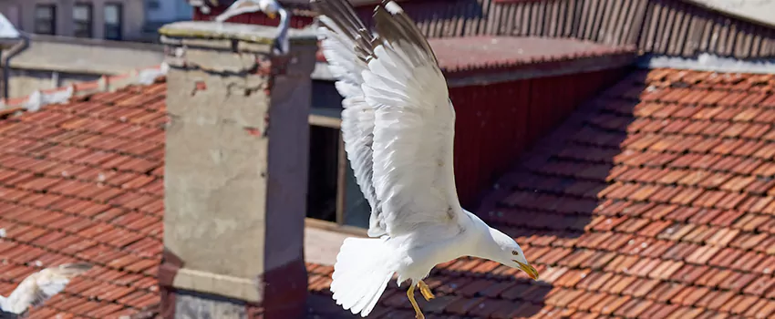 Residential Chimney Animal Removal Solution in Trumbull, CT